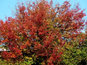 Allet 05 Herfstkleuren
